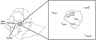 Exploring the composition and structure of milk and meat value chains, food safety risks and governance in the Addis Ababa and Oromia regions of Ethiopia